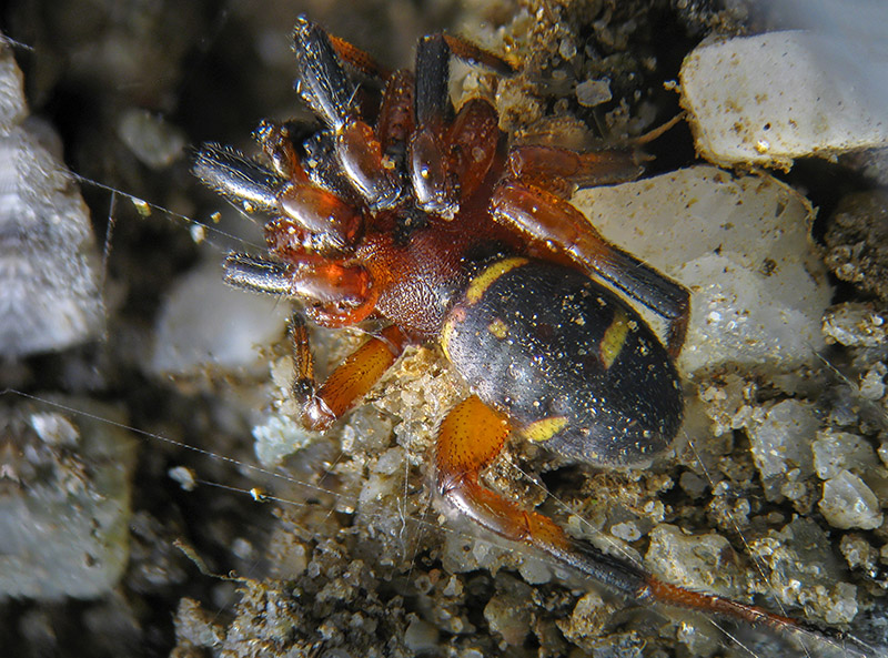 Titanoeca obscura?  No, Asagena sp. - Alagna (VC)